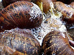 Nine9_snails